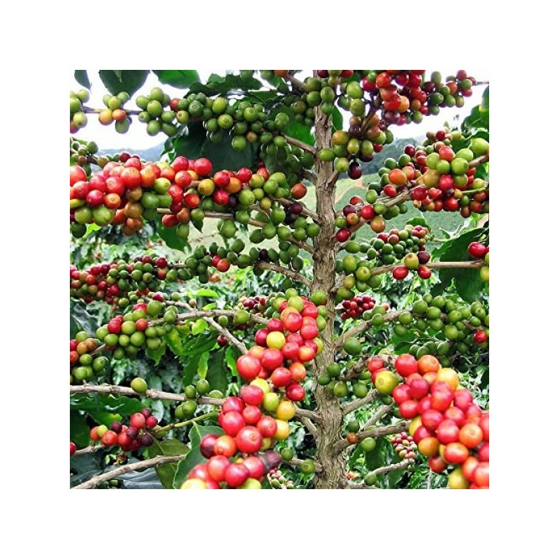 Harry & David Coffee in Single Serve Cups, 4/18 ct