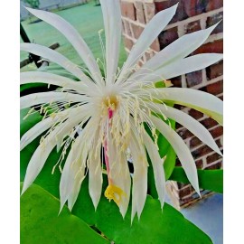 Cactus Night Blooming Cereus Beautiful White Cactus  rooted Plant  in 4" pot