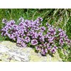 NIKA SEEDS - Herbs Thyme Garden Common Heirloom - 500