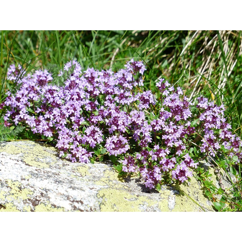 NIKA SEEDS - Herbs Thyme Garden Common Heirloom - 500