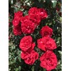Peters Professional Bloom Booster 10-30-20 3 pounds. Water Soluble Fertilizer