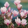 Tree Saucer Magnolia Tree/Shrub - 6-12" Tall - Live Plant