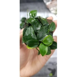 Anubias Nana 'Petite' on Driftwood - Freshwater Aquarium Plants
