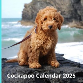 Cockapoo Calendar 2025