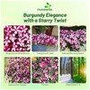 Outsidepride Burgundy Star Easy Wave Petunia Seeds - 15 Pcs.