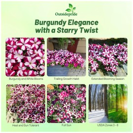 Outsidepride Burgundy Star Easy Wave Petunia Seeds - 15 Pcs. Annual, Compact & Spreading Flower Seeds for Planting Low Growing Vibrant Blooms, Ideal for Garden Beds, Baskets & Container Displays
