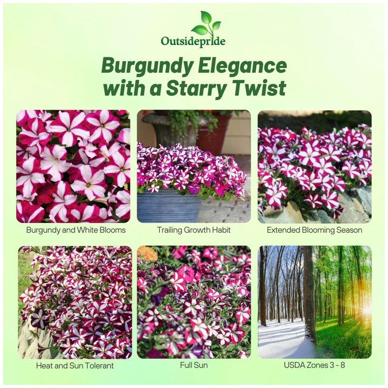 Outsidepride Burgundy Star Easy Wave Petunia Seeds - 15 Pcs.