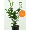 Tree Buddhas Hand (Fingered Citron) Tree - 12-15" Tall -