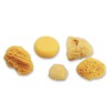 Natural Sea & Synthetic Sponges - Assorted Sizes 7pc Value