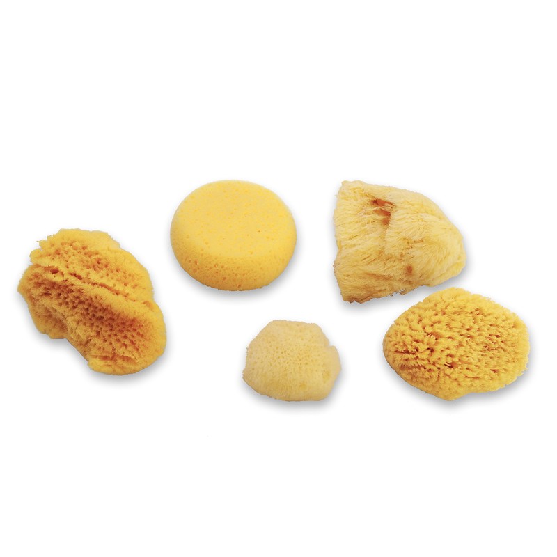 Natural Sea & Synthetic Sponges - Assorted Sizes 7pc Value