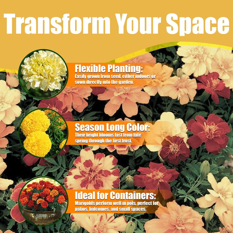 Park Seed Vibrant Inca II Yellow Hybrid Marigold Seeds –