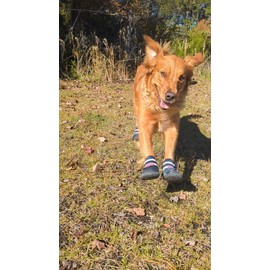 Bark Brite New All Terrain - Zapato de neopreno para perro para todo tipo de clima (azul piedra, grande)