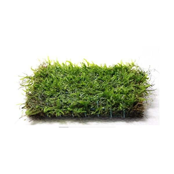 Java Moss on 3 x 3 mat - Foreground Carpet