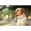 ARING PET Dog Collar and Lead, Cotton Pink Dog Collar