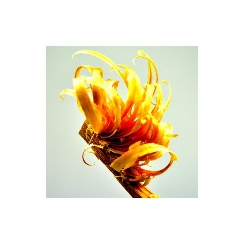 Bush Craft Tinderwood Fire Starter 06-03-orti-0004, 10.6 oz (300 g)