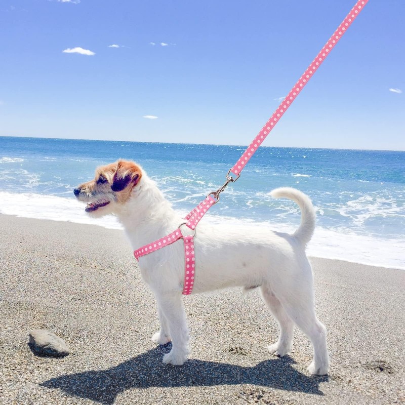 BINGPET Dog Harness, Collar, Leash Set, Dog Harness, Easy to