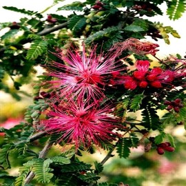 10 Seeds Pink Fairy Duster Tree | Calliandra eriophylla Flowering Mimosa Plant Rare