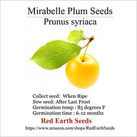 5 Mirabelle Plum Seeds - Prunus domestica