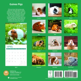 2025 Guinea Pigs Monthly Wall Calendar by Bright Day, 12 x 12 Inch Cute Nature Photography Gift