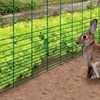 Garden Zone 28x50 Green Vinyl Coated Rabbit Guard