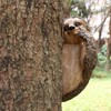 CHEOTIME Sloth Tree Hugger, Outdoor Tree Decorations Statue Hanging Outdoor