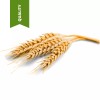 Virgin 7 LBS PURE 100% UNREFINED VIRGIN WHEAT GERM OIL