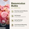 Eden Brothers Ranunculus Bulbs - Cafe