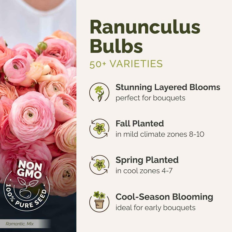 Eden Brothers Ranunculus Bulbs - Cafe