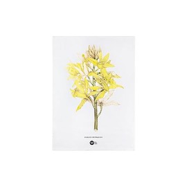 Maxwell & Williams Royal Botanic Gardens Australian Orchids Tea Towel 50x70cm Yellow