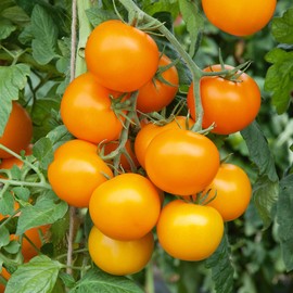 Mini Orange Tomato Seeds - 0.25 Oz ~1700 Seeds - Non-GMO, Heirloom - Vegetable Garden - Solanum lycopersicum
