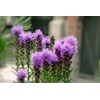 SAFLAX - Medicinal Plants - Milk Thistle - 75 Seeds