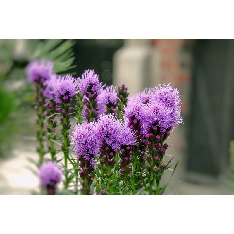 SAFLAX - Medicinal Plants - Milk Thistle - 75 Seeds