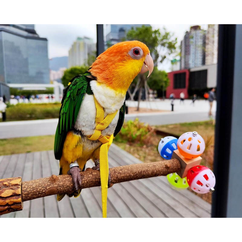 DS. DISTINCTIVE STYLE Bird Perch Stand Toy with Rotatable Balls,