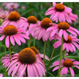 Votaniki Votaniki Magnus Coneflower Bare Root - Echinacea Purpurea Flowering Root for Planting - Perennial Plant | Easy to Grow - Pink Coneflower (4 Pack)
