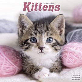 2025 Kittens Wall Calendar, 12X12, Avonside Publishing