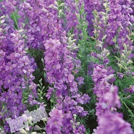 Fairy7Seas Larkspur Seeds - Delphinium Consolida - Lilac Spire - 50 Seeds