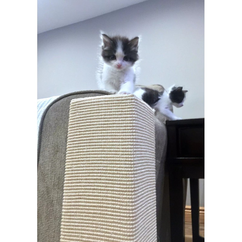 Sofa-Scratcher Squared Cat Scratching Post & Couch Corner Protector -