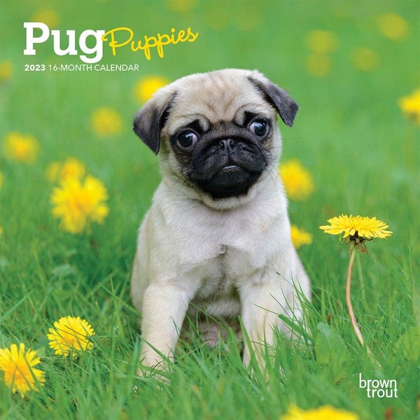 Pug Puppies | 2023 7 x 14 Inch Monthly Mini