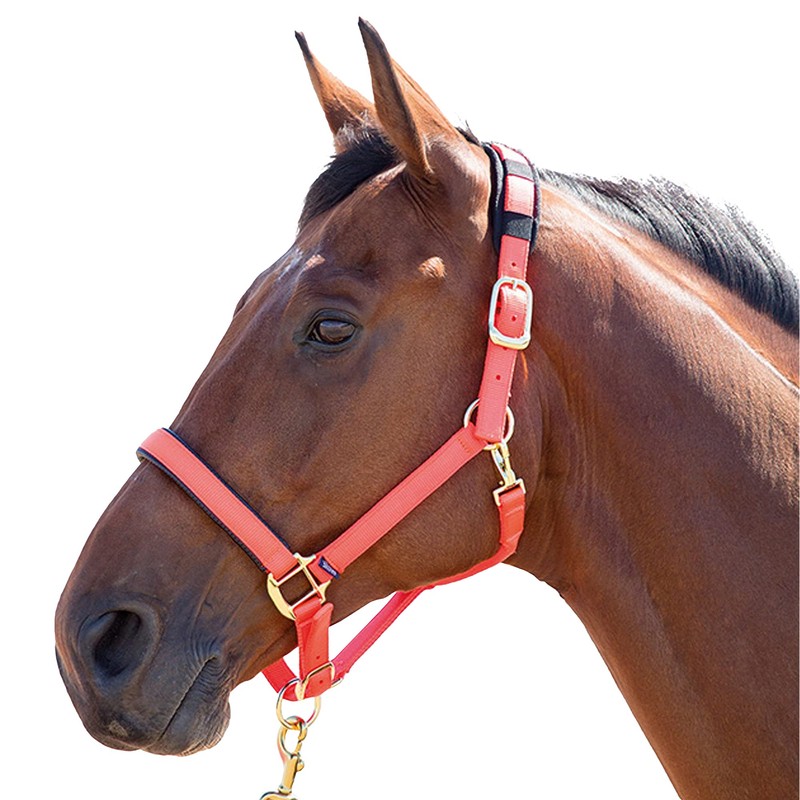 Shires Topaz Nylon Pony/Horse Headcollar - Purple XXS Pony