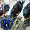 MeiAOBest Horse Treat Ball Hay Feeder Toy,Hanging Pet Hay Feeding