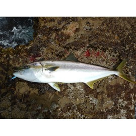 Abu Garcia SALTYSTAGE Shore Skid JIG SSSHRSJ20-MAJ