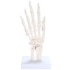 picoLab Hand Skeleton Model Hand Bone Model Hand Joint Left