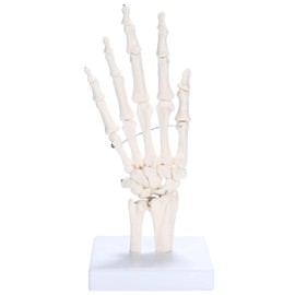 picoLab Hand Skeleton Model Hand Bone Model Hand Joint Left Hand