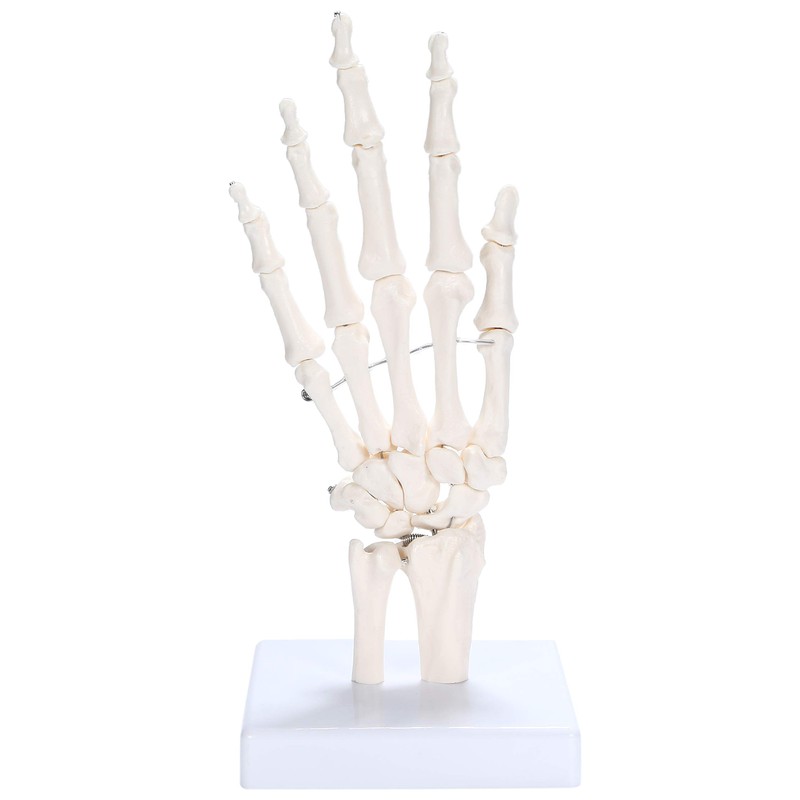 picoLab Hand Skeleton Model Hand Bone Model Hand Joint Left