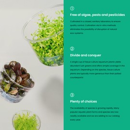 Ultum Nature Systems Cryptocoryne Wendtii Tropica Tissue Culture Live Plant for Aquarium, Aquascaping, Freshwater Fish Tanks - 100% Snail Free in Vitro