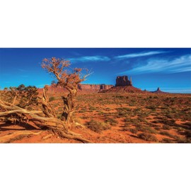 AWERT 48x24 inches Blue Sky Oasis Cactus Sun and Desert Terrarium Background Orange Reptile Habitat Background