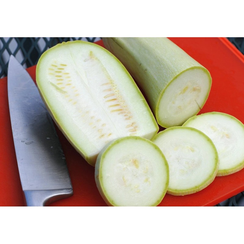 30 RUSSIAN WHITE Squash (Zucchini) Seeds