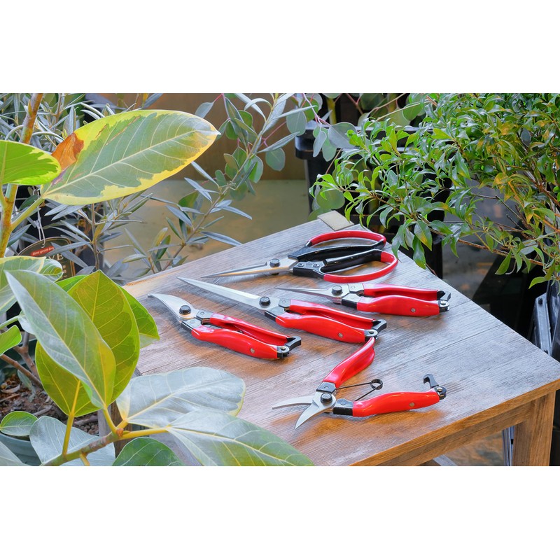 Takagi Sunflower Factory x Takagi Bud Pruning Shears 8 in