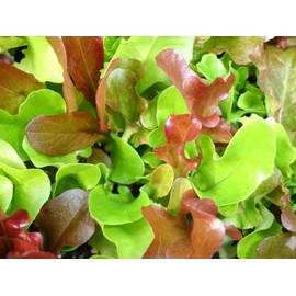 500+ Mesclun Lettuce Seeds- Salad Mix- 500+ Seeds