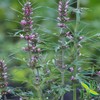 Herb To Body Motherwort Herb Powder | Leonurus Cardiaca |